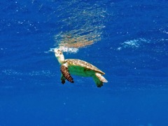 Hawksbill Sea Turtle